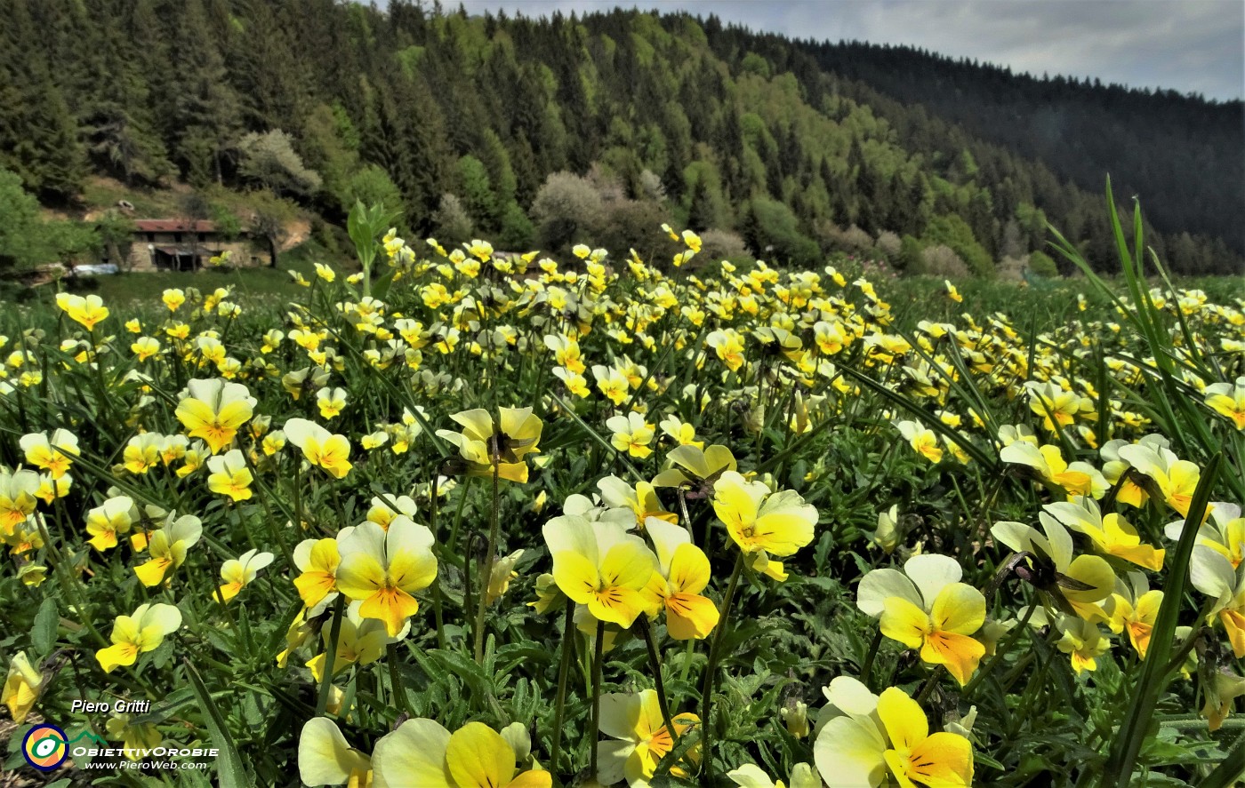 60 Fiori gialli. di viola gialla (viola biflora)...JPG